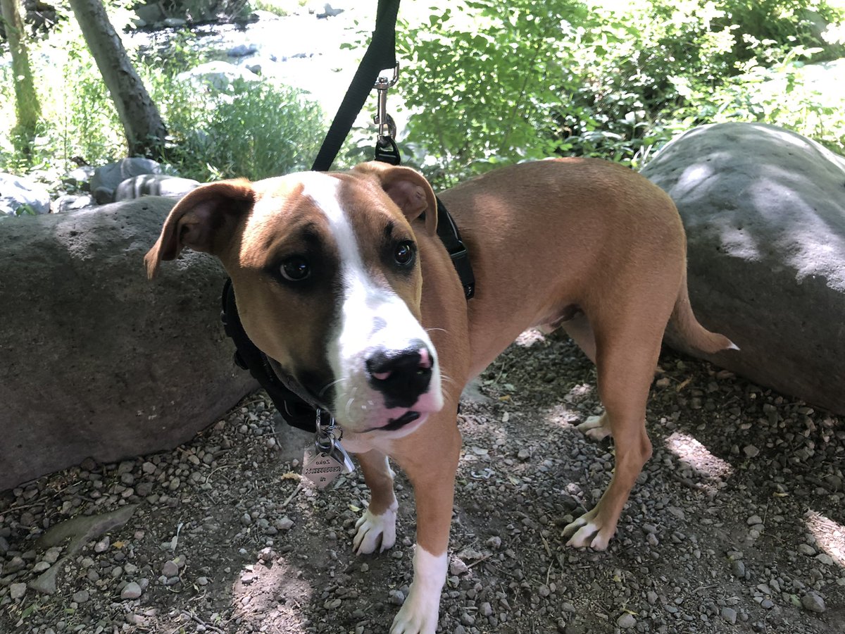 ZekeTheDog1's tweet photo. Hanging out in #Flagstaff #Arizona! It’s so cool outside!! We had a picnic by a running stream! #woof #zekethedog #zekethefreak and we saw the #redeocks of #sedona https://t.co/vdYmgtjL6x