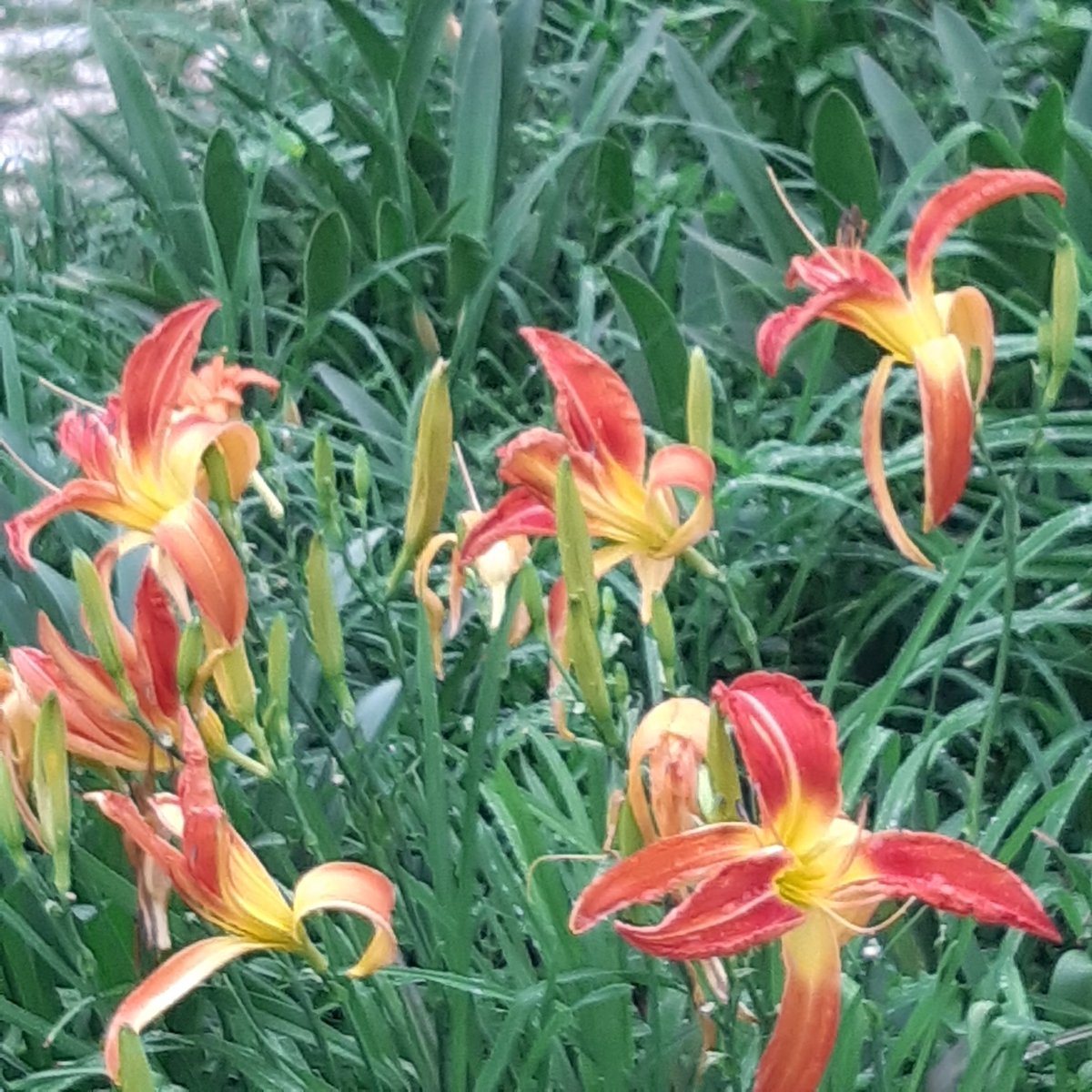 ranjona banerji 🇮🇳 tweet media