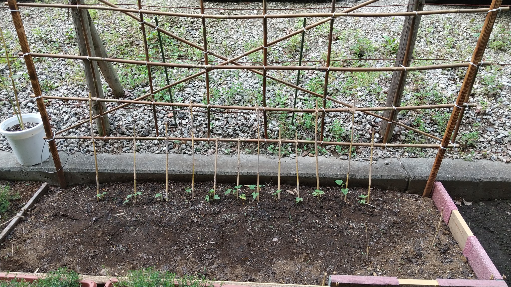 デイサービスセンター初音の杜 朝顔を植え頂きました 花が咲くのが楽しみです 社会福祉法人 一誠会 地域密着型 デイサービス 認知症ケア 園芸 朝顔 T Co Ghpnx6czwi Twitter
