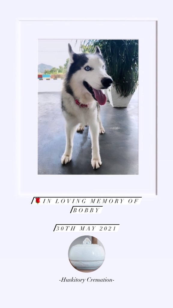 THuskitory's tweet photo. 👼Huskitory Cremation Services 
🐕宠物火化服务🐈
☁️让毛孩干净安祥，往极乐净土奔跑☁️
Info：
📞Call 06-3342602 
📲WhatsApp :  +6011-5500 2602 
🌏 The Huskitory https://t.co/n4G8huwT79