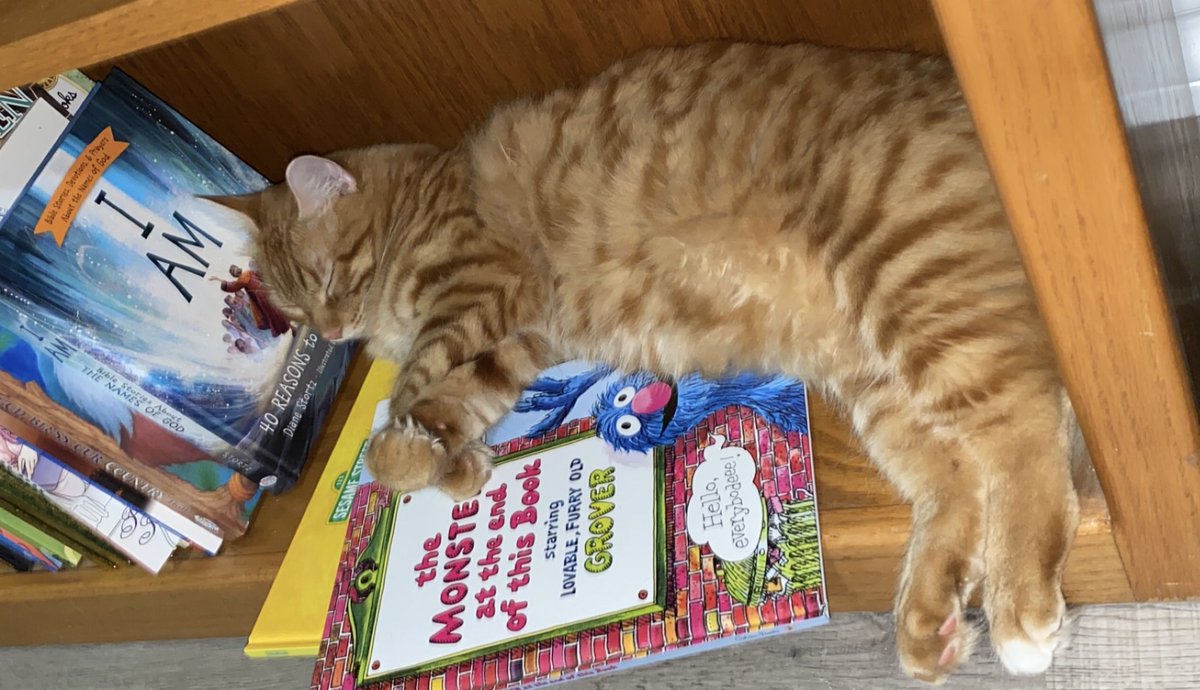 TMHSLibrary1's tweet photo. Apawllo decided to curl up with a favorite book this afternoon. What’s your favorite? #favoritebook https://t.co/nX0u30Tt02