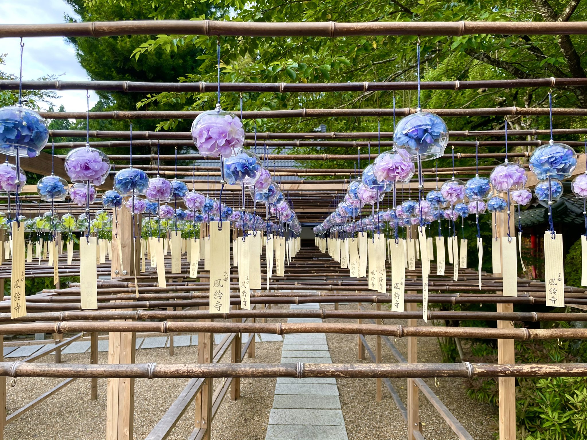 تويتر 正寿院 風鈴寺 Shojuin على تويتر 風鈴まつりの準備中 花風鈴の上段のみ吊りました このエリアは時節により あじさい ひまわり コスモスと変化します 明日は庭を見ながらヨガです 10時50分 12時30分までは本堂内拝観不可 ご迷惑をおかけ致しますが