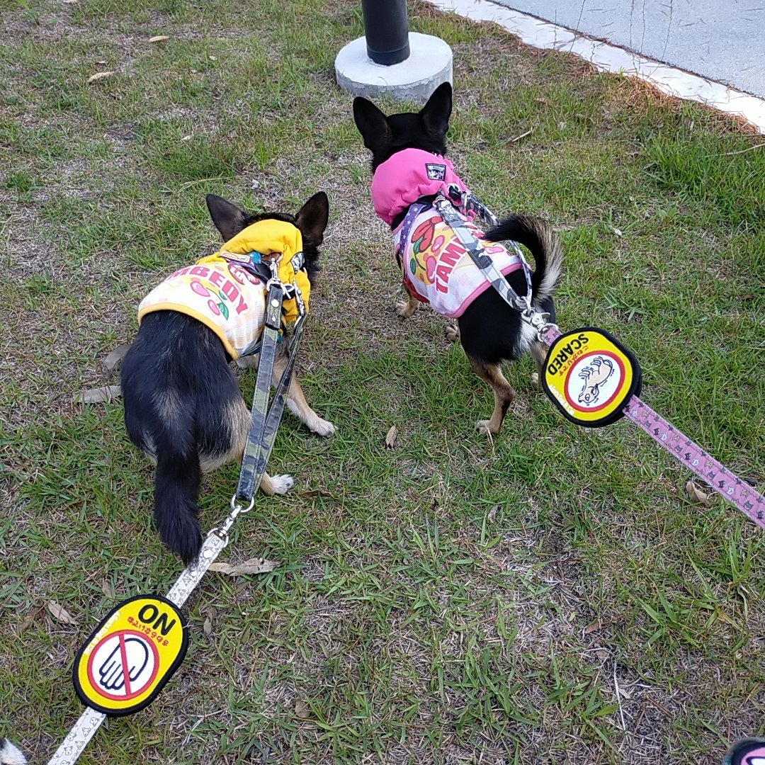 すず首輪製作工房のtwitterリアルタイム検索結果 Meyou ミーユー