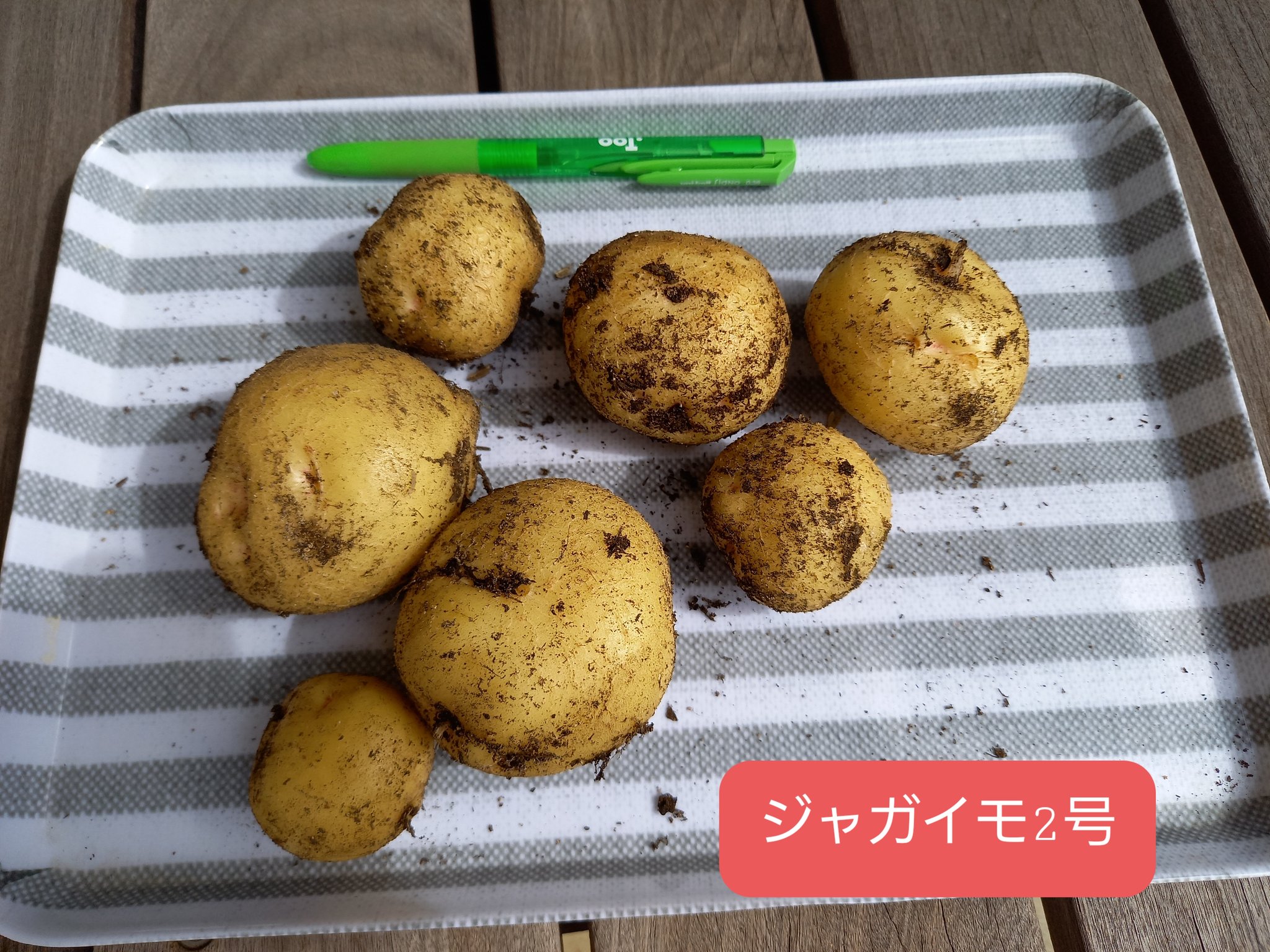 ネギ男 ジャガイモの芽かき菜を花壇に植えた3号はまだまだ青々としてます 芽かき菜だから収量は期待できないだろな 2週間干しておいたネギの根っこを ジャガイモを収穫したあとの袋に植えました 生きてるんだよなぁ 農家さんの真似して斜めに植えて