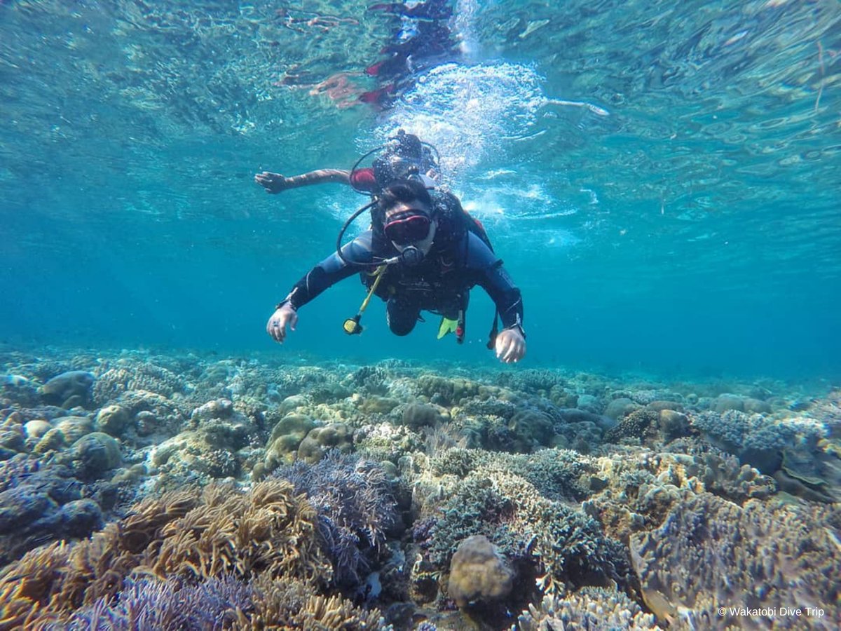 WWF_ID's tweet photo. ... hingga para Blue Traveler (wisatawan) untuk bersama mendorong terciptanya pariwisata bahari yang berkelanjutan dan bertanggung jawab.⁣
#SigningBlue #Connect2CoralReefs #Connect2Earth #NatureMatters #TogetherPossible https://t.co/gbh2EH0zQt