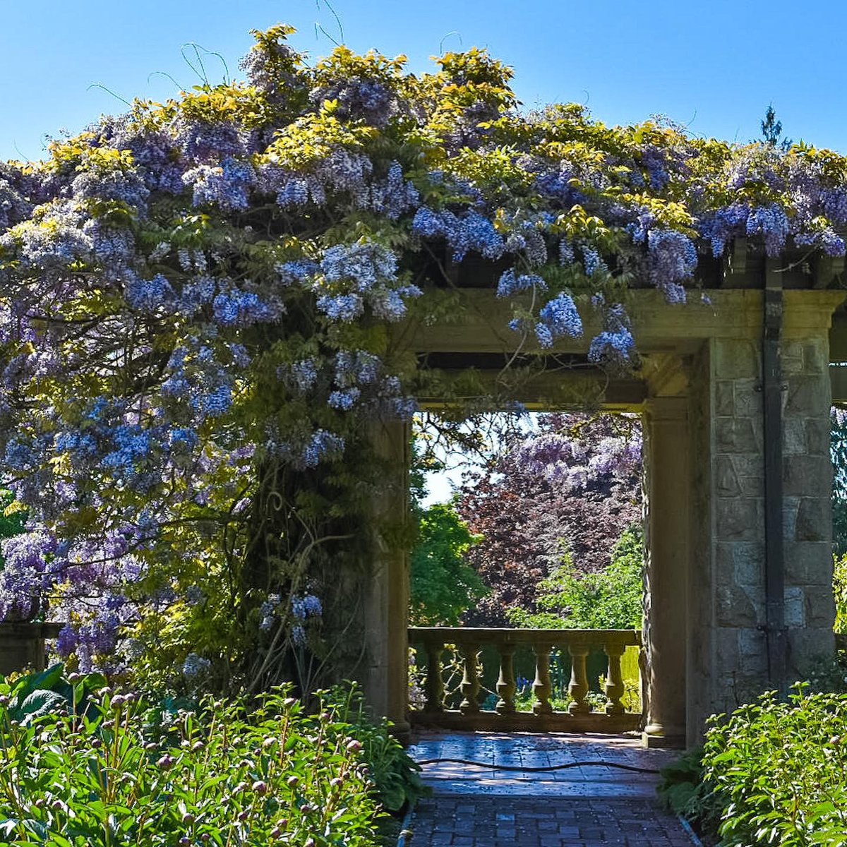 victoriavisitor's tweet photo. 📍Royal Roads University
An explosion of colour and fragrance awaits at the wisteria-framed entrance to the Italian Garden at Hatley Castle. #SupportLocal #ExploreVictoriaLocal
___
📸: taniaviesulas (Instagram) at @RoyalRoadsU https://t.co/zz7JZwUPx3