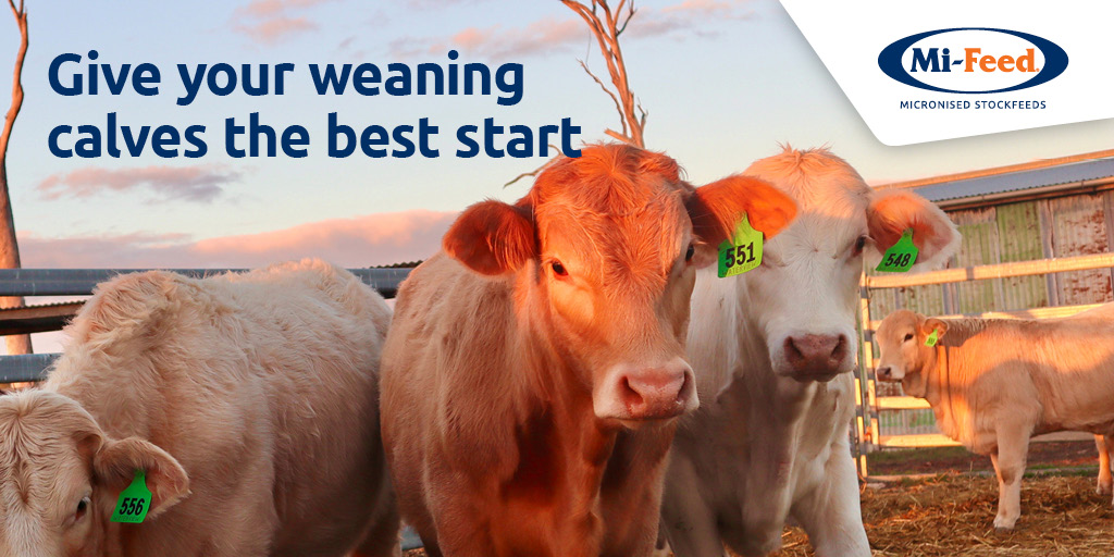 Give your calves the best start and you can WIN a Virbac cattle weaner pack valued at over $1,000 -  Available to QLD Customers ONLY. Find out how - go to&gt;&gt;
castlegatejames.com/news/give-your…