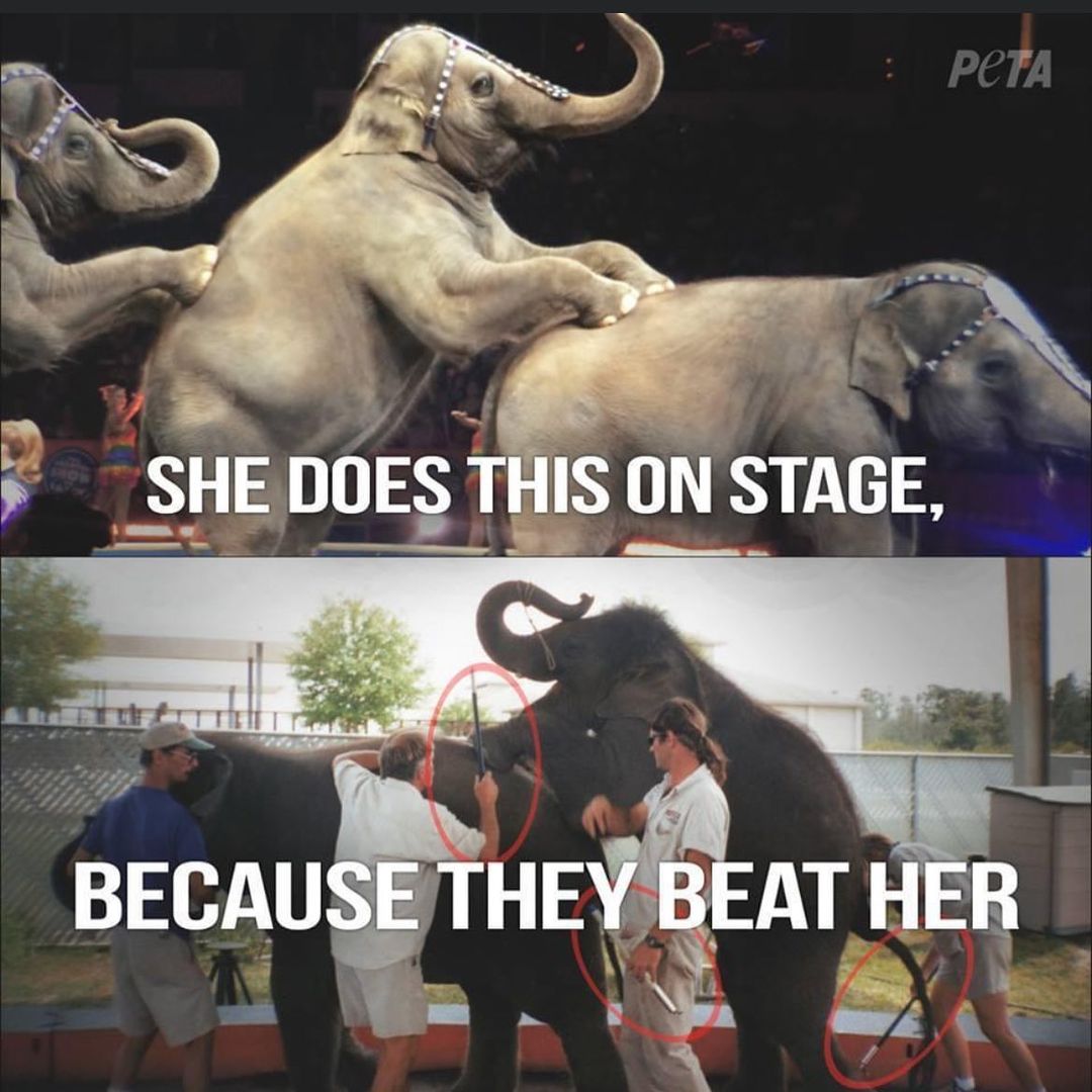 naturelifeline's tweet image. RT @Grace1818Grace: 💔💔💔 #elephantabuse #elephantslavery