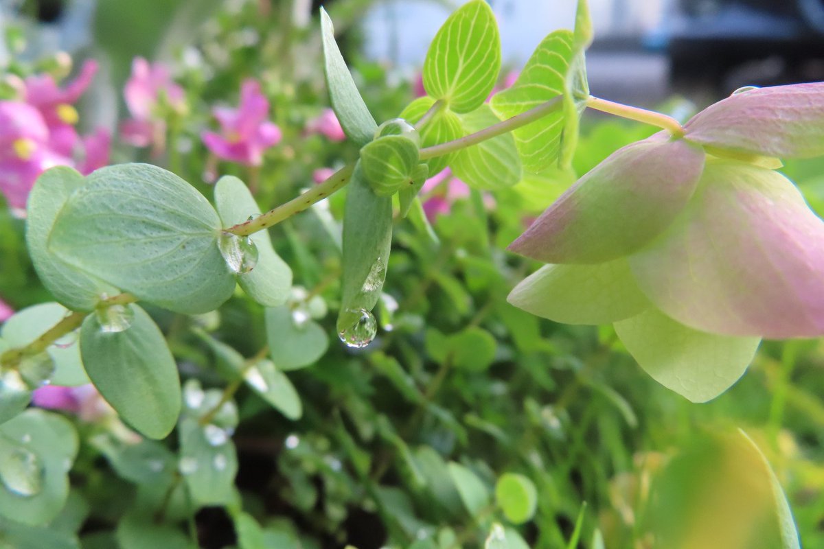 オレガノケントビューティ