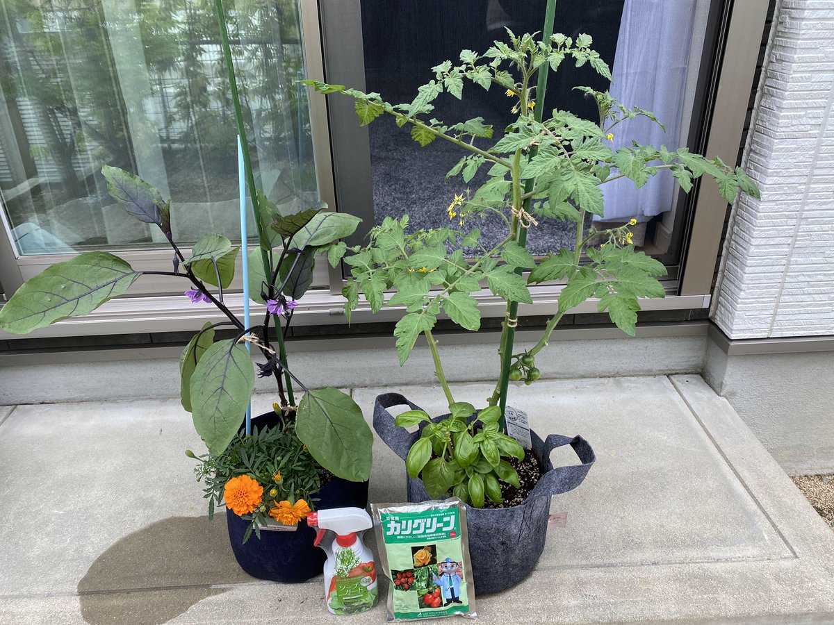 ｏａｔアグリオ株式会社 家庭菜園セット ナスとトマト 定植32日目 いざというときのために 殺虫殺菌剤 ソープガード と殺菌剤 カリグリーン を 購入しました 備えあれば憂いなしです 通販サイト T Co Hghi41bzh8 家庭菜園セット