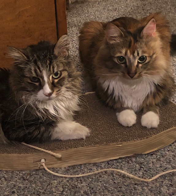 mdilworth_TL's tweet photo. @ABookedup What a beautiful kitty! Here is a picture of my two. My daughter and I both love the Percy Jackson and Heroes of Olympus series. https://t.co/KYDOyy42yS