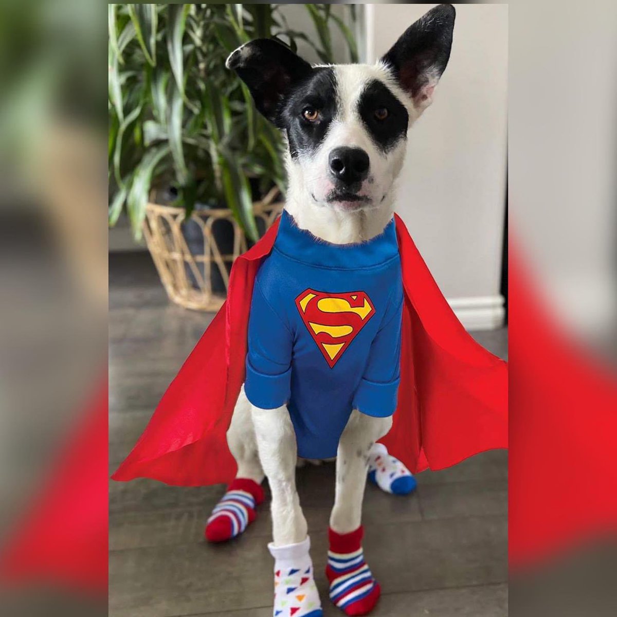 saskdogrescue's tweet photo. Do you think you have what it takes to pull up YOUR super socks and give fostering a try? You just might be the missing piece Annie’s been searching for!! 🧦 Apply Today!!

Fill out an application on our website: https://t.co/MBUZwwjKHG https://t.co/oUr1MPbV2V
