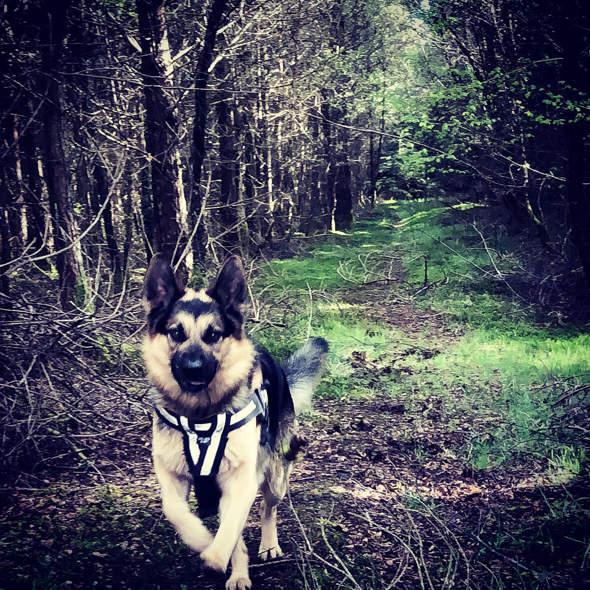 KELPIE Training tweet media