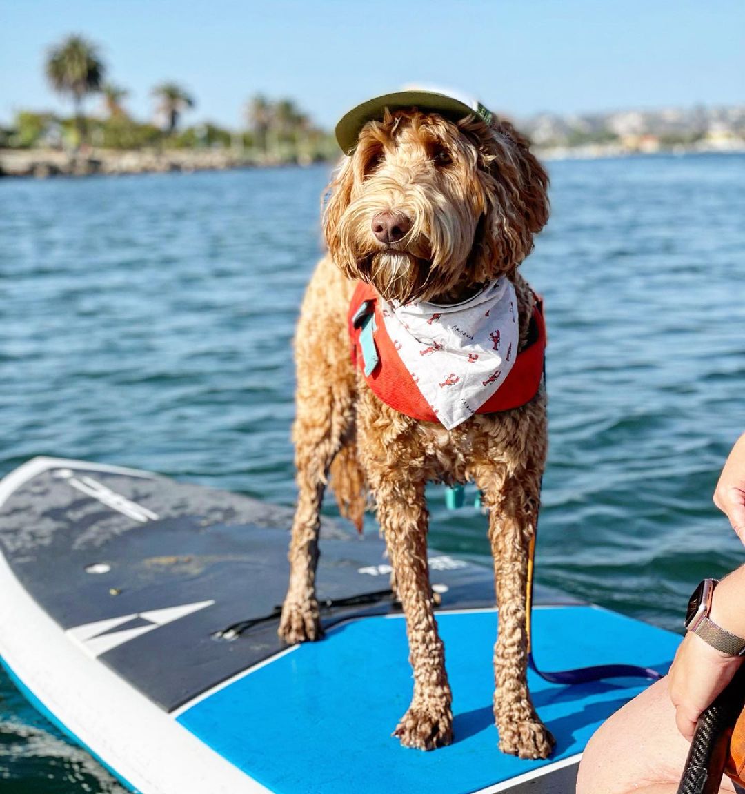 Don't go barking up the wrong tree when staying in San Diego with your four-legged friend... Handlery Hotel offers dog-friendly accommodation, so look no further for a vacation in 'America's Finest City'! 🐶

📷: <a href="/boarddogapparel/">Board Dog Apparel</a>

✨ Dog-friendly Rooms: bit.ly/2PaOaD8 ✨