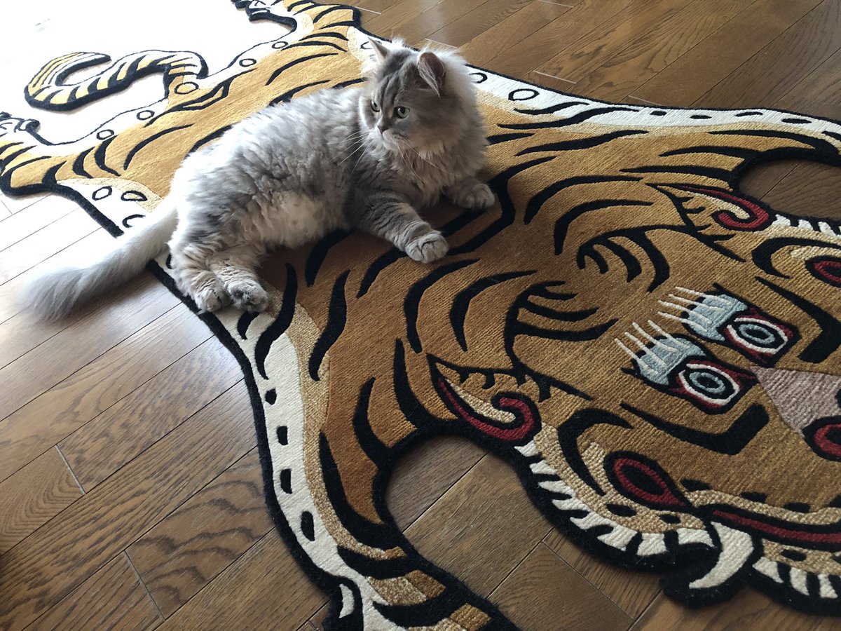 aihop's tweet photo. 定位置。
#サイベリアン
#ロシア娘
#猫をTLに流しちゃおう
#猫好きさんと繋がりたい
#チベタンタイガー
#slowtiger https://t.co/c5oBpojH11