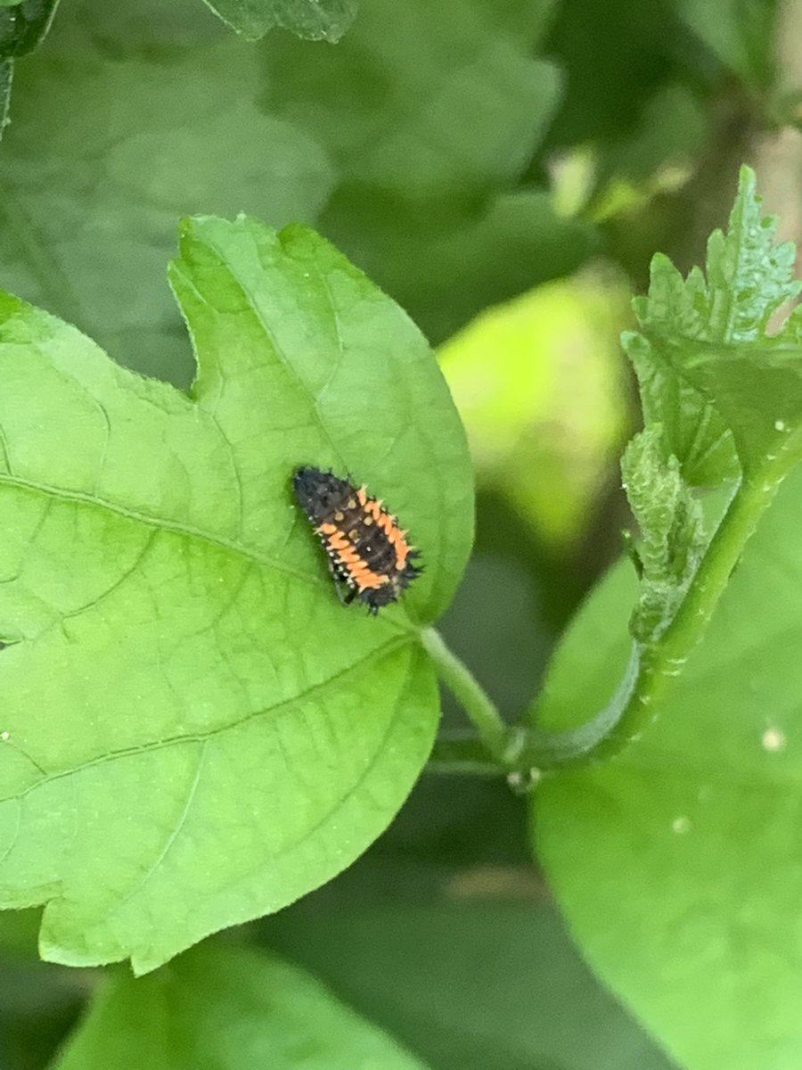 the_garden_mom's tweet photo. Before, middle and after! Watch this ladybug ๐ grow!
#ladybug #ladybugs #ladybeetles #nature #naturalpredators #NaturePhotography #NatureBeauty
๐
LETโS GARDEN & GROW TOGETHER! #gardenmom https://t.co/Zx4g3xV9qO https://t.co/iejdWxKkL0