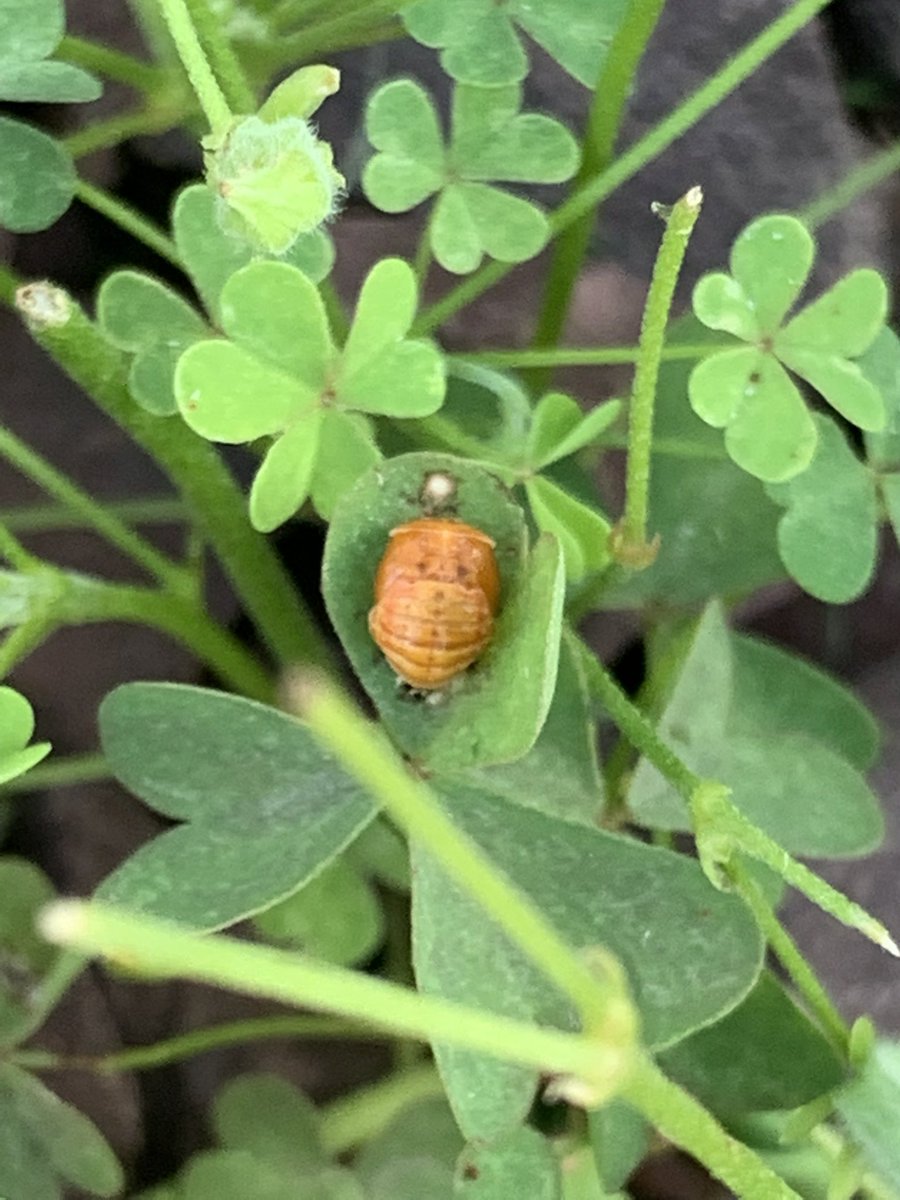 the_garden_mom's tweet photo. Before, middle and after! Watch this ladybug ๐ grow!
#ladybug #ladybugs #ladybeetles #nature #naturalpredators #NaturePhotography #NatureBeauty
๐
LETโS GARDEN & GROW TOGETHER! #gardenmom https://t.co/Zx4g3xV9qO https://t.co/iejdWxKkL0