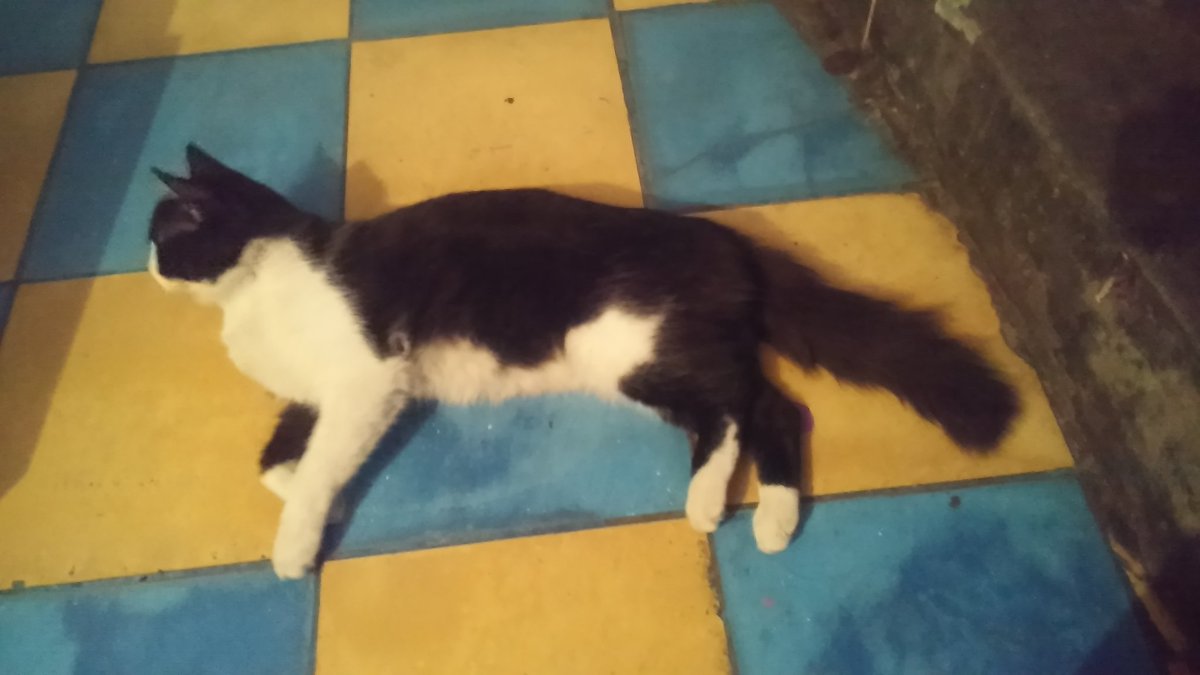 rogeliohdz26's tweet image. #QueKungFusión creí que mi gato estaba viendo a jacky chan!