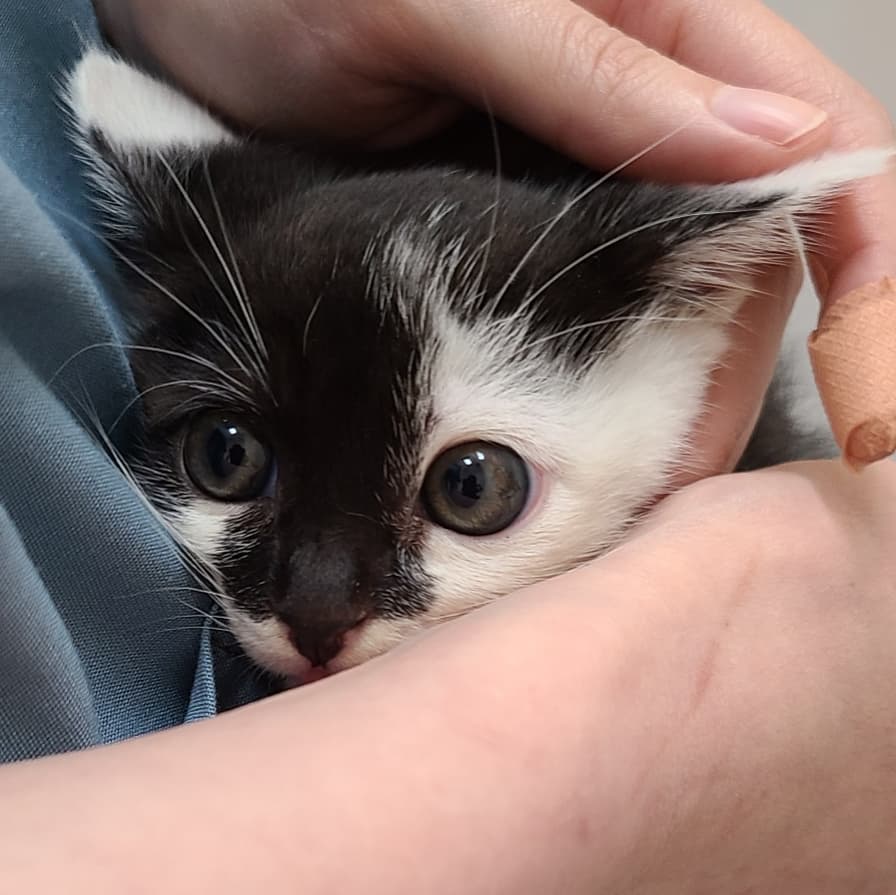 Cats Smile Cats Smile 1 16 Twitter