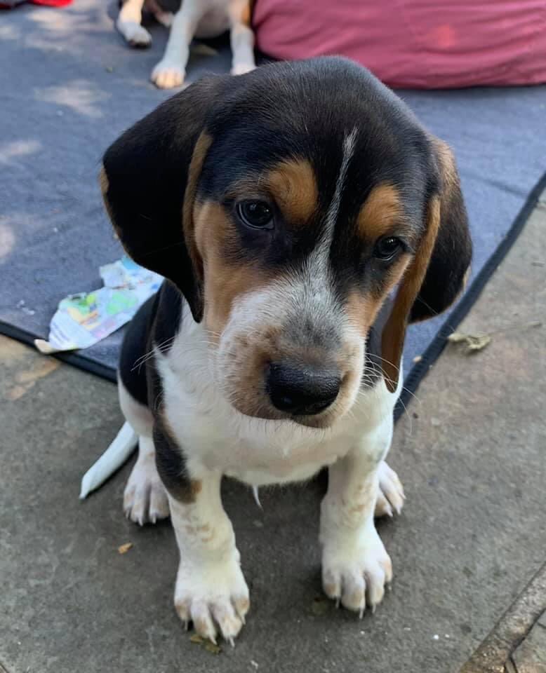 beagle coonhound mix