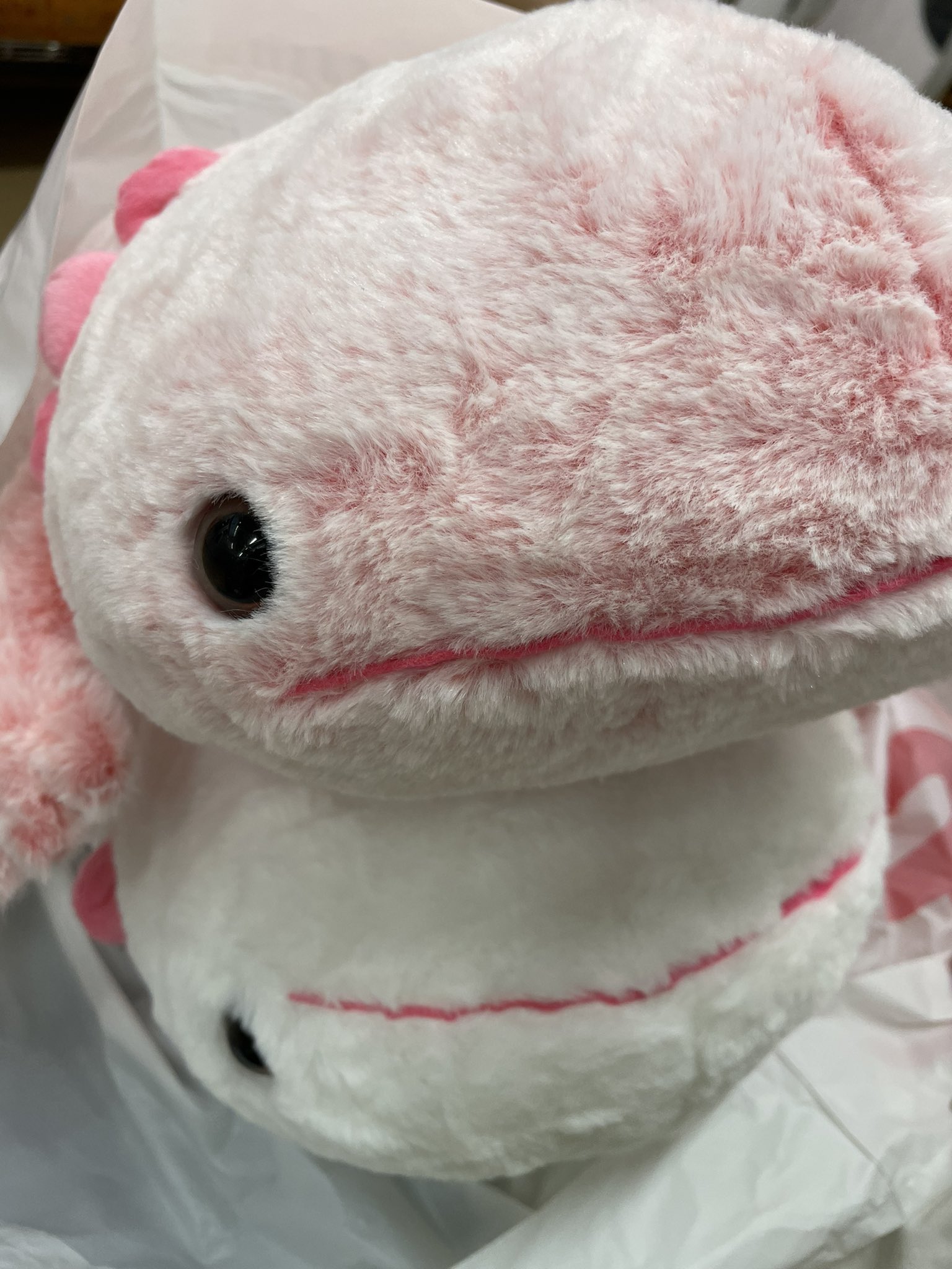 ウーパールーパーのニパック🍄🌱 on X: 