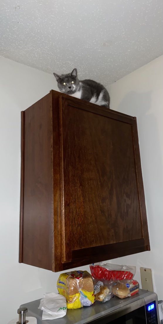 StimelingSydney's tweet photo. When you move your cat into a new apartment and she hates it here🤣 https://t.co/4mN7uGAwiA