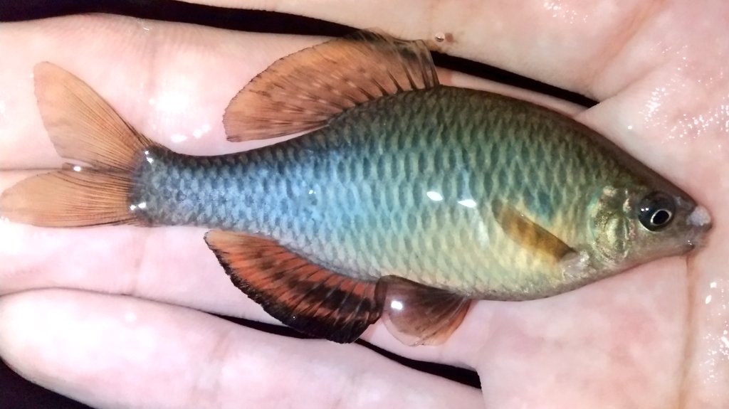 昨日は大学終わりにアブラボテ釣りへ。 もうシーズンが遅いので婚姻色