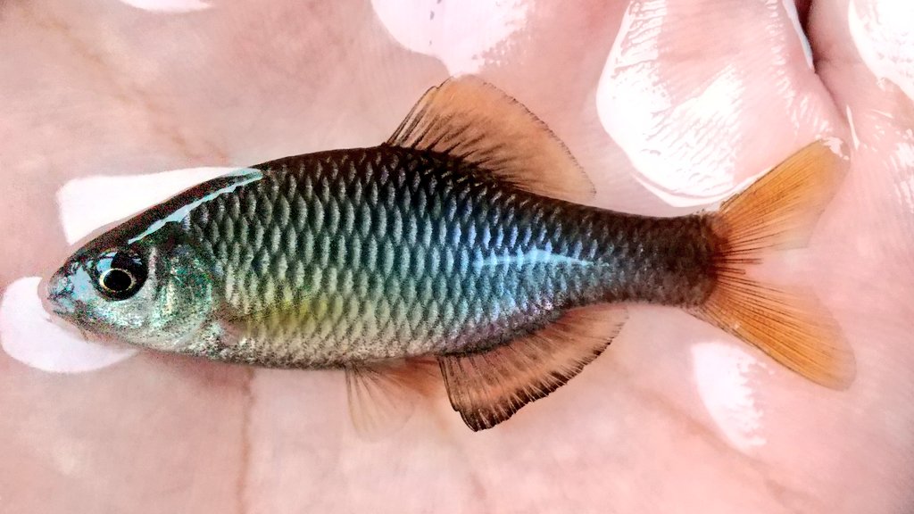 昨日は大学終わりにアブラボテ釣りへ。 もうシーズンが遅いので婚姻色