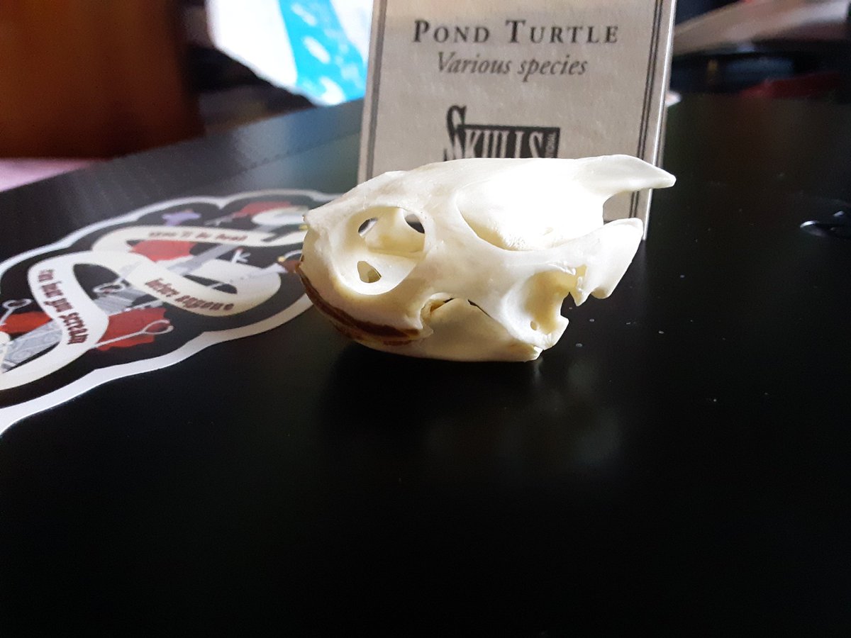 Dragontamerno3's tweet photo. Getting to live my witch life! We got a pond turtle and gator teeth in the mail today courtesy of #bonebox https://t.co/3yinsu1eef