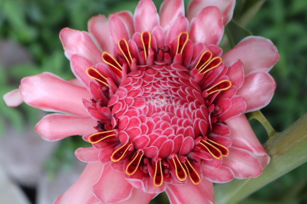 咲くやこの花館 熱帯花木室にて トーチジンジャー が開花しています ステッキのような茎の先に 燃える ような鮮やかな色の美しい形をした花を 咲かせる様子は 目を惹きつけられます 咲くやこの花館 エア植物園 エア博物館 自宅でミュージアム