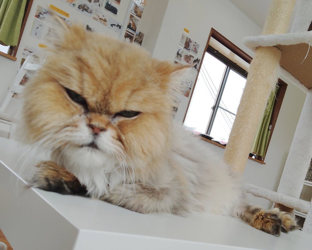 保護猫カフェ 猫ホテル ねこんチ Nekonchi Twitter 保護猫カフェ 猫ホテル ねこんチ Nekonchi Twitter