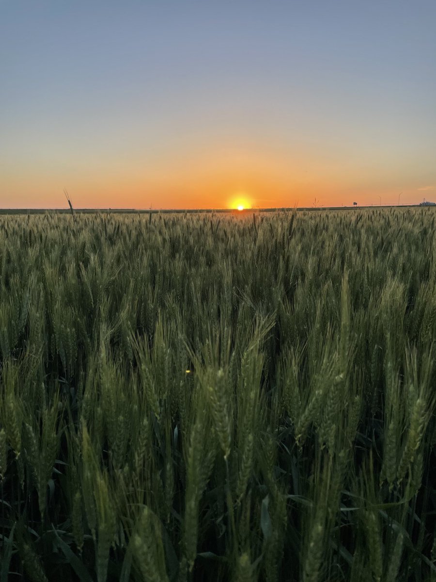 Can’t beat a #CO backdrop like this!  @plainsgold Monarch Hard white winter #wheat making it happen tonight.  #sunset #seedingtomorrowssuccesstoday