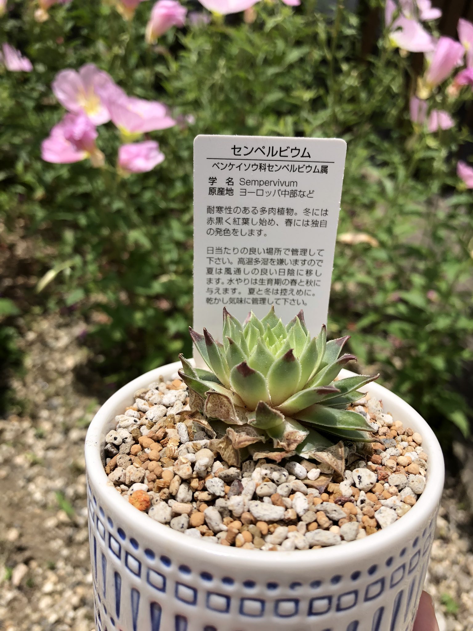 多肉植物地植え Twitter Search Twitter