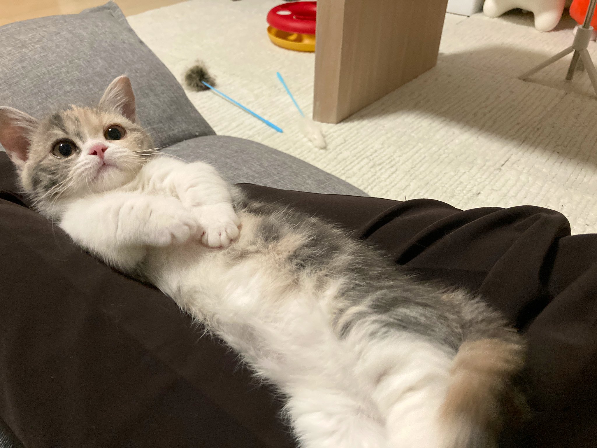 短足マンチカンすい かわいいの暴力 猫 ねこ 子猫 仔猫 マンチカン 猫がいる幸せ 猫との暮らし T Co Yjrdvidv0m Twitter 短足マンチカンすい かわいいの暴力 猫 ねこ 子猫 仔猫 マンチカン 猫がいる幸せ 猫との暮らし T Co Yjrdvidv0m Twitter