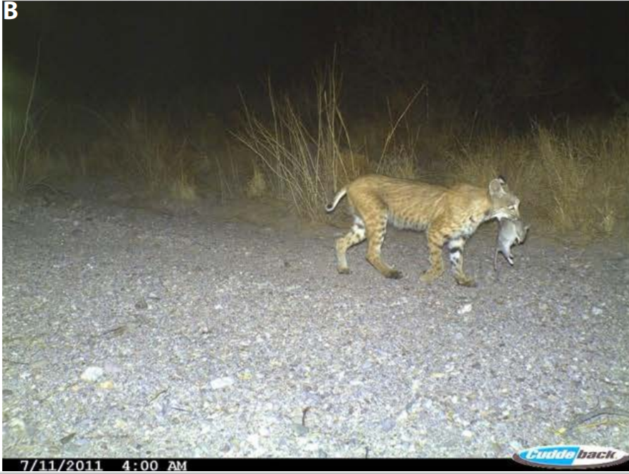 HayesAMark's tweet photo. Cool new paper on the mammals of the Gila region of New Mexico. Page 220 has some great trail camera shots of interesting animals, including a gray fox travelling with a spotted skunk! And also the most ripped mountain lion I've ever seen. 

https://t.co/jNaccXsJx5 https://t.co/Ipws0QzwSk