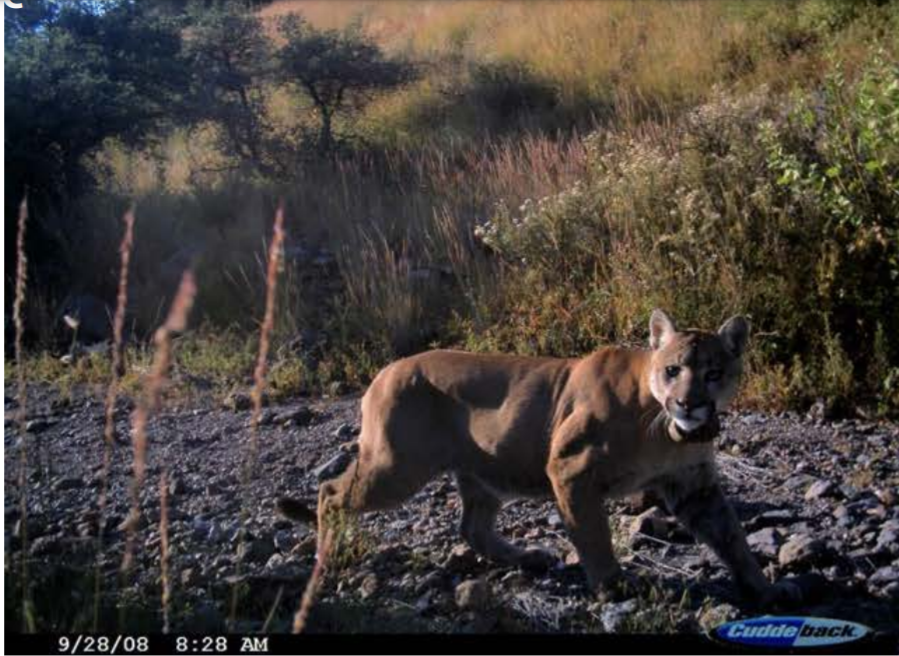 HayesAMark's tweet photo. Cool new paper on the mammals of the Gila region of New Mexico. Page 220 has some great trail camera shots of interesting animals, including a gray fox travelling with a spotted skunk! And also the most ripped mountain lion I've ever seen. 

https://t.co/jNaccXsJx5 https://t.co/Ipws0QzwSk