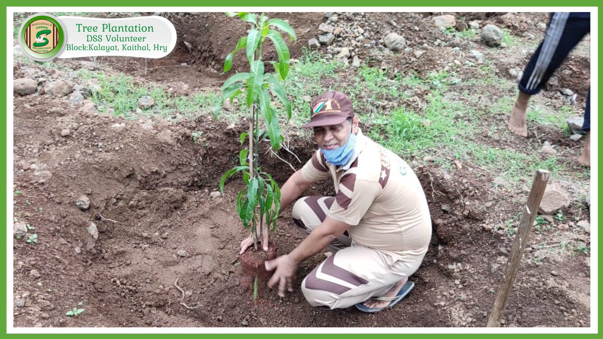 GreenSwelfares's tweet photo. To prosper our lives, trees are necessary. Keeping this in mind, Dera Sacha Sauda volunteers from Kalayat, Kaithal, Haryana gave their part in increasing the green cover of mother earth! #treeplanting #nature #WorldEnvironmentDay #PlantATree https://t.co/neAVdTPfTA