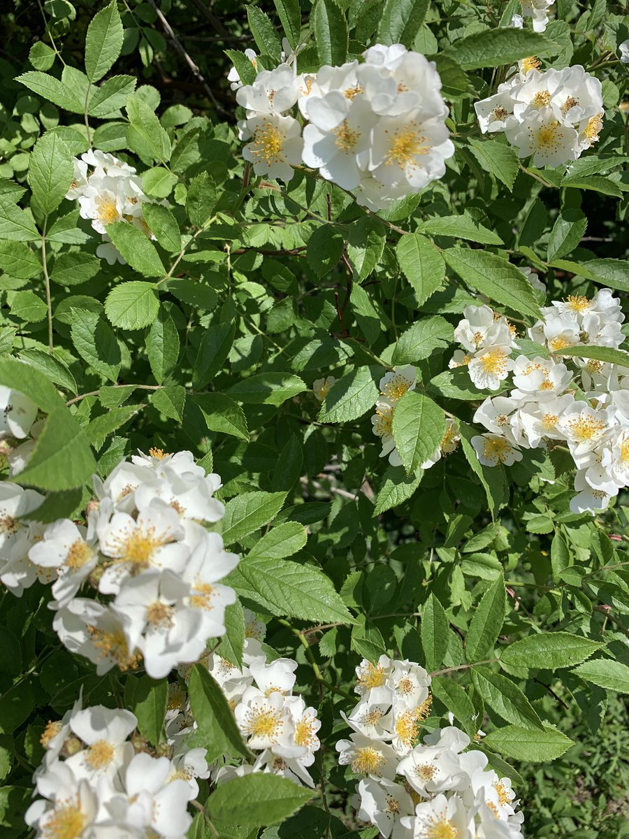 karentigani's tweet photo. If only a photo could communicate the incredible perfume of these blossoms! The captivating aroma stopped me in my tracks! #OrdinaryMiracle #ChooseToNotice https://t.co/DuvD5HPvpz