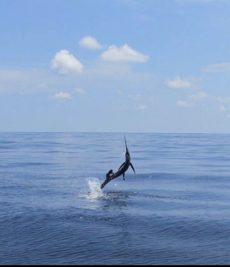 HotSprLodgeCR's tweet photo. Good luck to all the captains. Next stop Costa Rica. Check out our fishing packages
https://t.co/fxmX3Qga8F https://t.co/gLtVeAAkV4