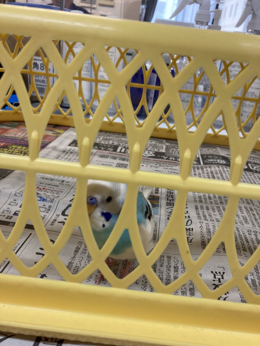 Mr_S_m_i_t_h's tweet photo. 【拡散希望】
インコを保護しています。

今日のお昼12時ごろ、どこからともなく飛んできたインコを保護しました。

お心あたりのある方は、下記までご連絡ください。
宗教法人大本:0771-22-5561

鳥籠がなかったので、違うもので代用しています。

#拡散希望　#インコ保護　#京都　#亀岡 https://t.co/3d6IzeCxMs