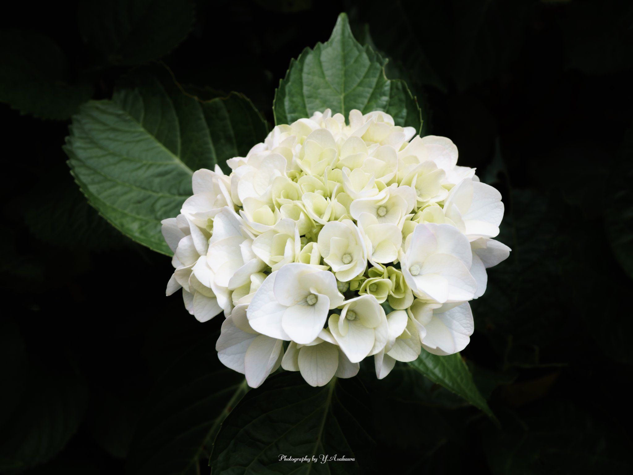 Y Asakawa 白い紫陽花さん 日陰に咲く紫陽花さんです 紫陽花 Hydrangea 日陰に咲く花 街角のお花 旬の花 道端の彩り 四季の花 四季の彩り 梅雨の花 白い花 白いの紫陽花 梅雨 21梅雨 Whitehydrangea Whiteflowers Flowers