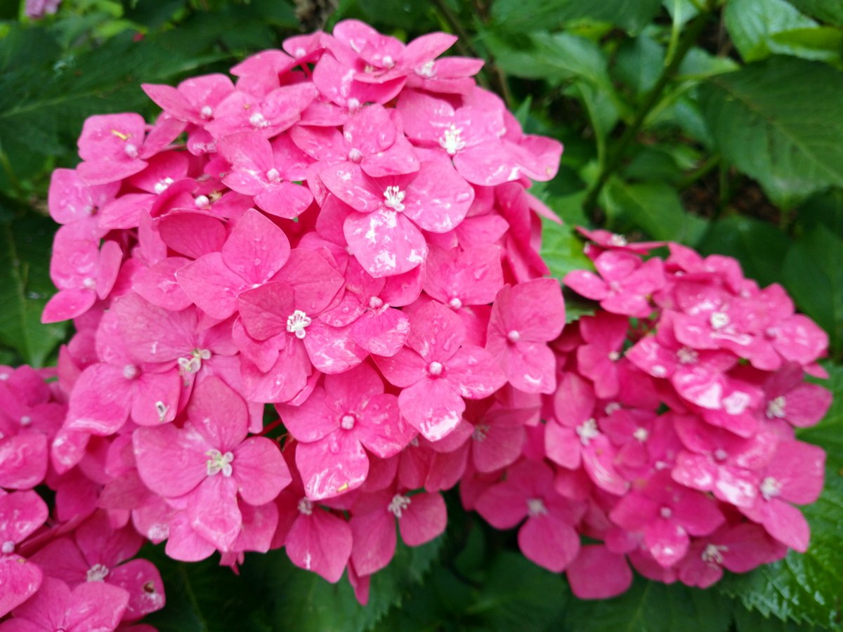 ট ইট র 島 和太郎 ピンクのアジサイ 雨上がりで葉には水滴が アジサイ アジサイ苑 島和太郎 オフィスアーツ 花 花写真 フラワー Flowers Flower 紫陽花 Cm タレント モデル 役者
