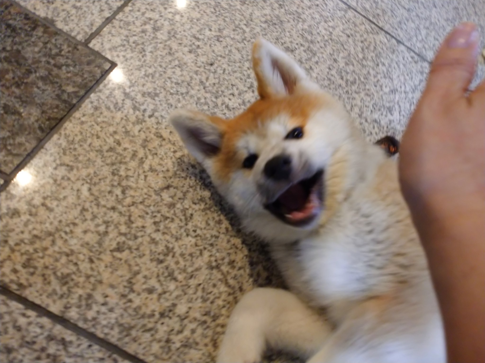 まきこ 念願のフロリダ亭 目的は秋田犬だけど カレーめっちゃ美味い フロリダ亭 ひなちゃん 秋田犬 スリランカカレー バナナリーフカレー 南池袋 もふもふ 甘噛み 痛いけど お腹 見せちゃって T Co Bgt3uysntu Twitter
