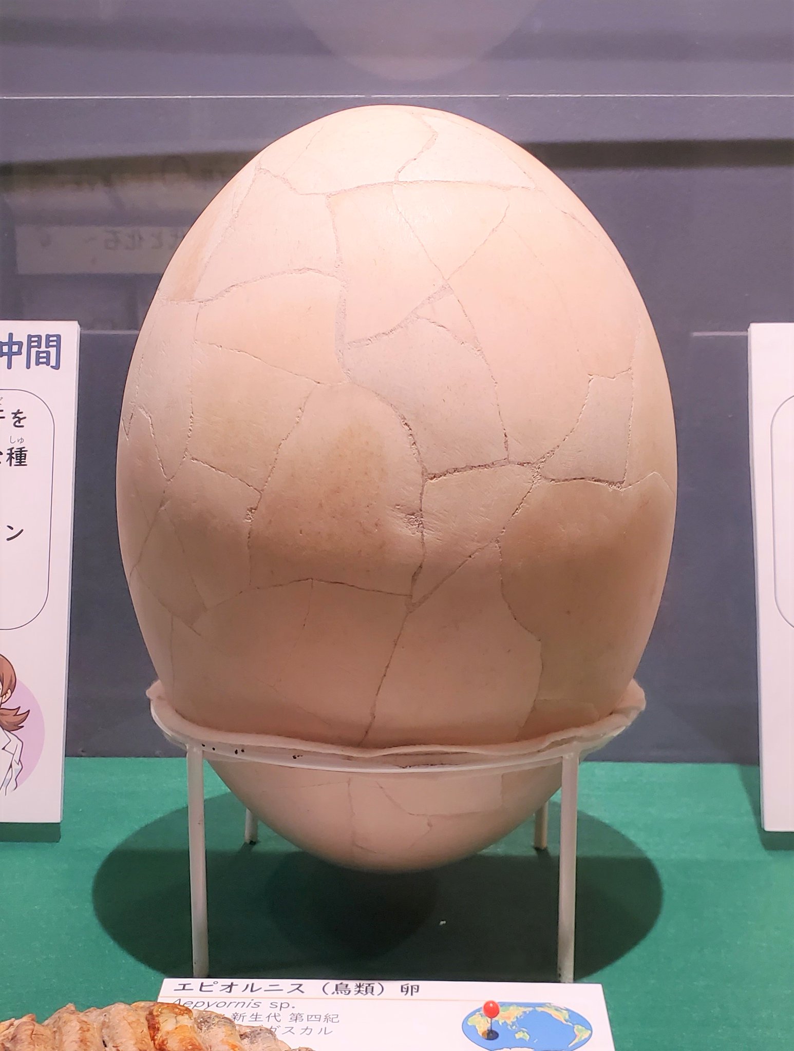 ミュージアムパーク茨城県自然博物館 on X: 