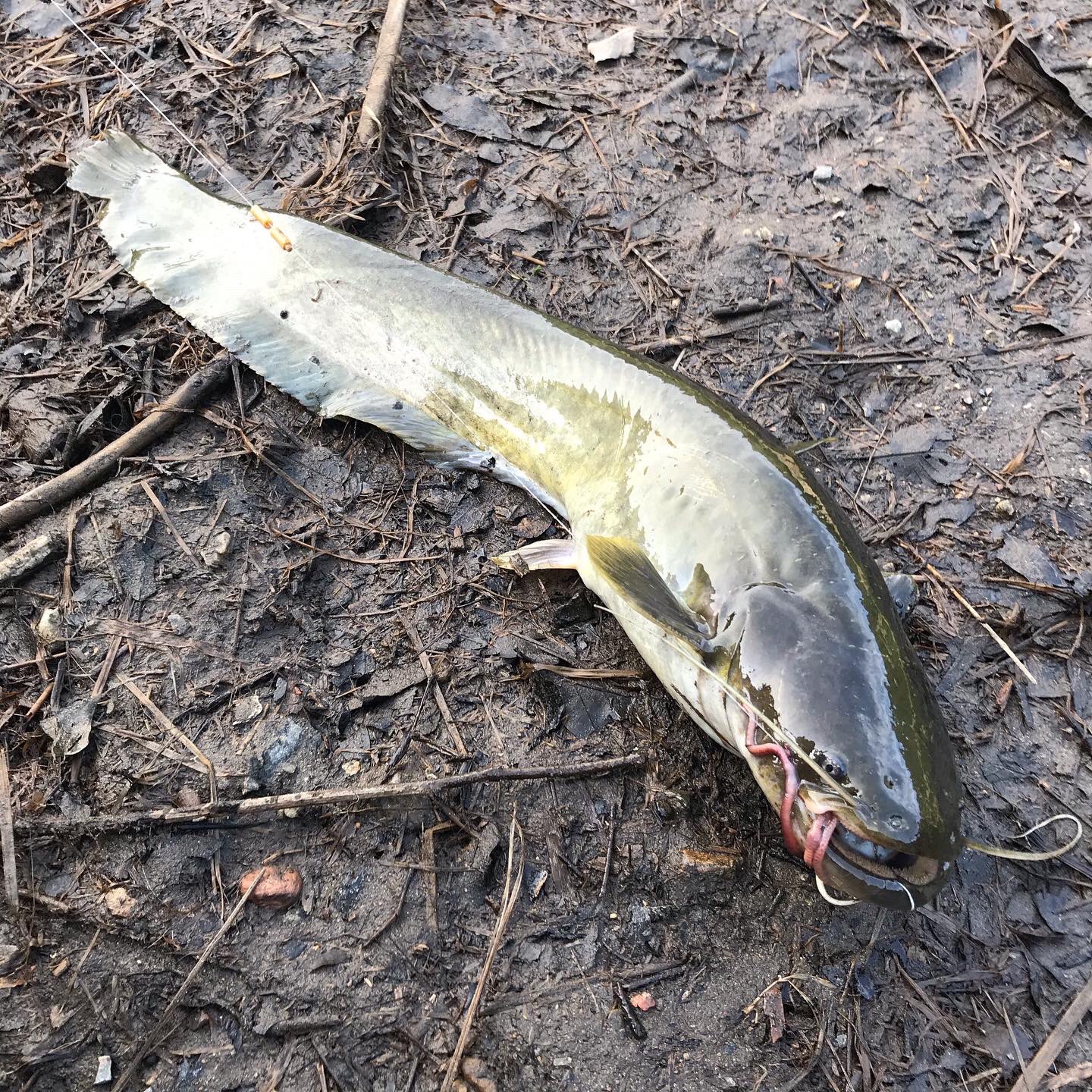 Kiryu City Life 今日はルアーでフナ 40cm が釣れたり ナマズ 45cm がかかったりと変な釣りでした 桐生 梅田湖 桐生川 桐生川ダム ナマズ ナマズ釣り フナ フナ釣り 鮒 鯰 鯰釣り T Co Wdh1tmoc4i Twitter