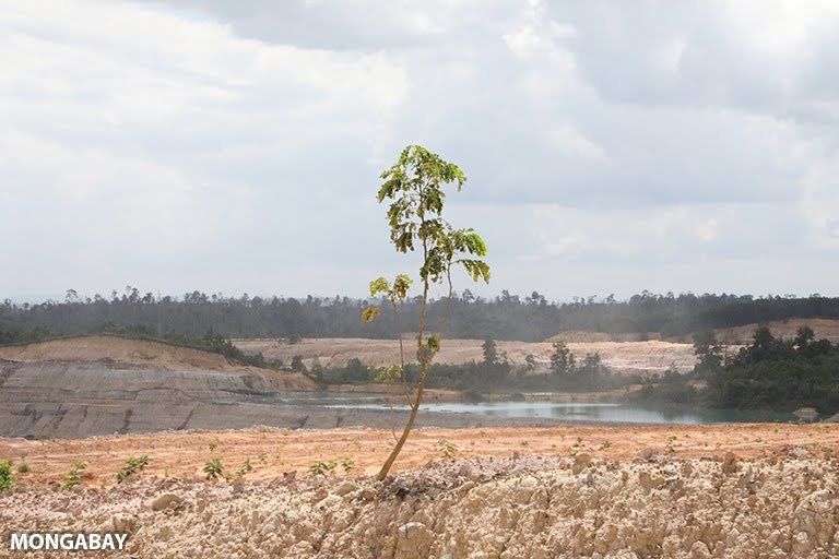 It’s at least partly true that “Trees are the answer,” as the slogan goes. We just have to make sure to do it right. GoClimateAction!
buff.ly/3z99gaL
#climateneutral #climate #ClimateCrisis #ClimateAction #ClimateJustice #ClimateStrike #ClimateEmergency #carbonoffset