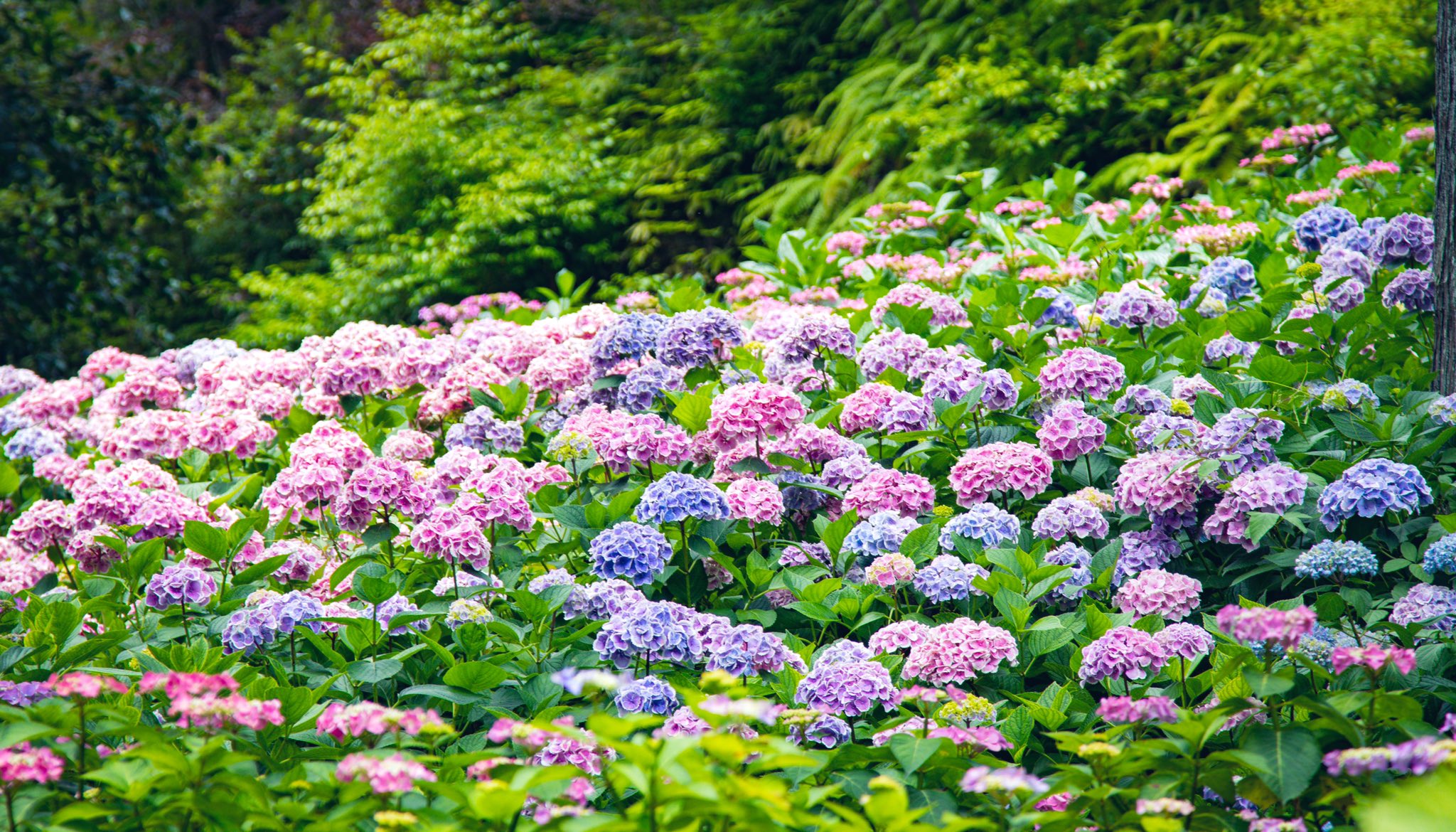 Shota 梅雨を彩る三室戸寺の紫陽花の美しさ T Co Qg9dhanuka Twitter