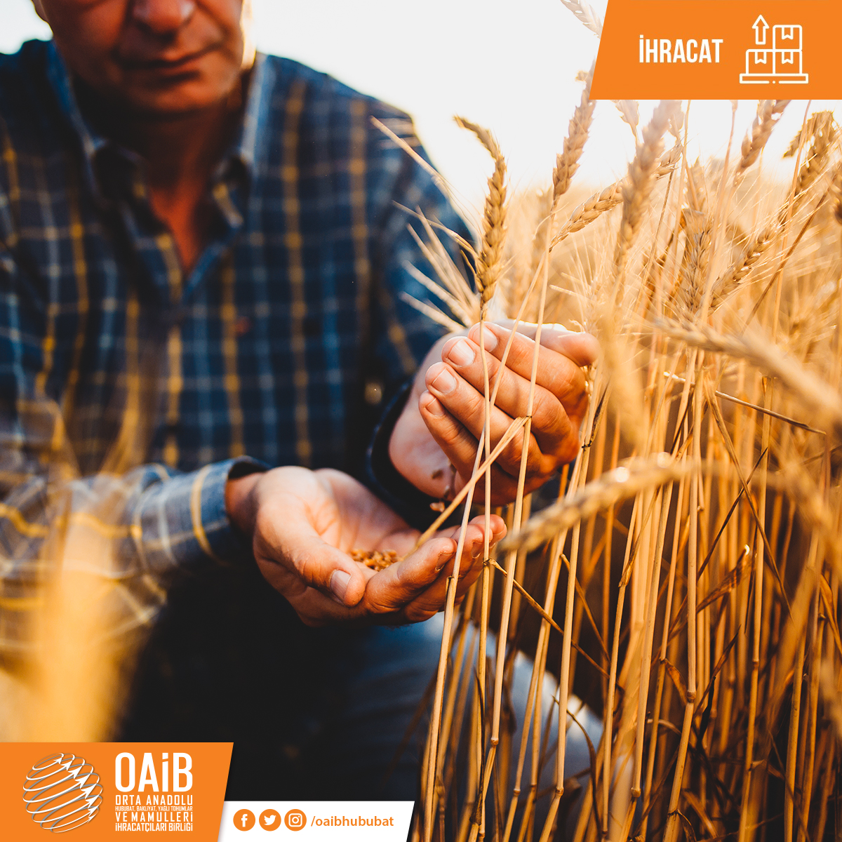 Сельскохозяйственные культуры индии. Страхование урожая. Wheat farmer. Фермерство. Wheat farmer.