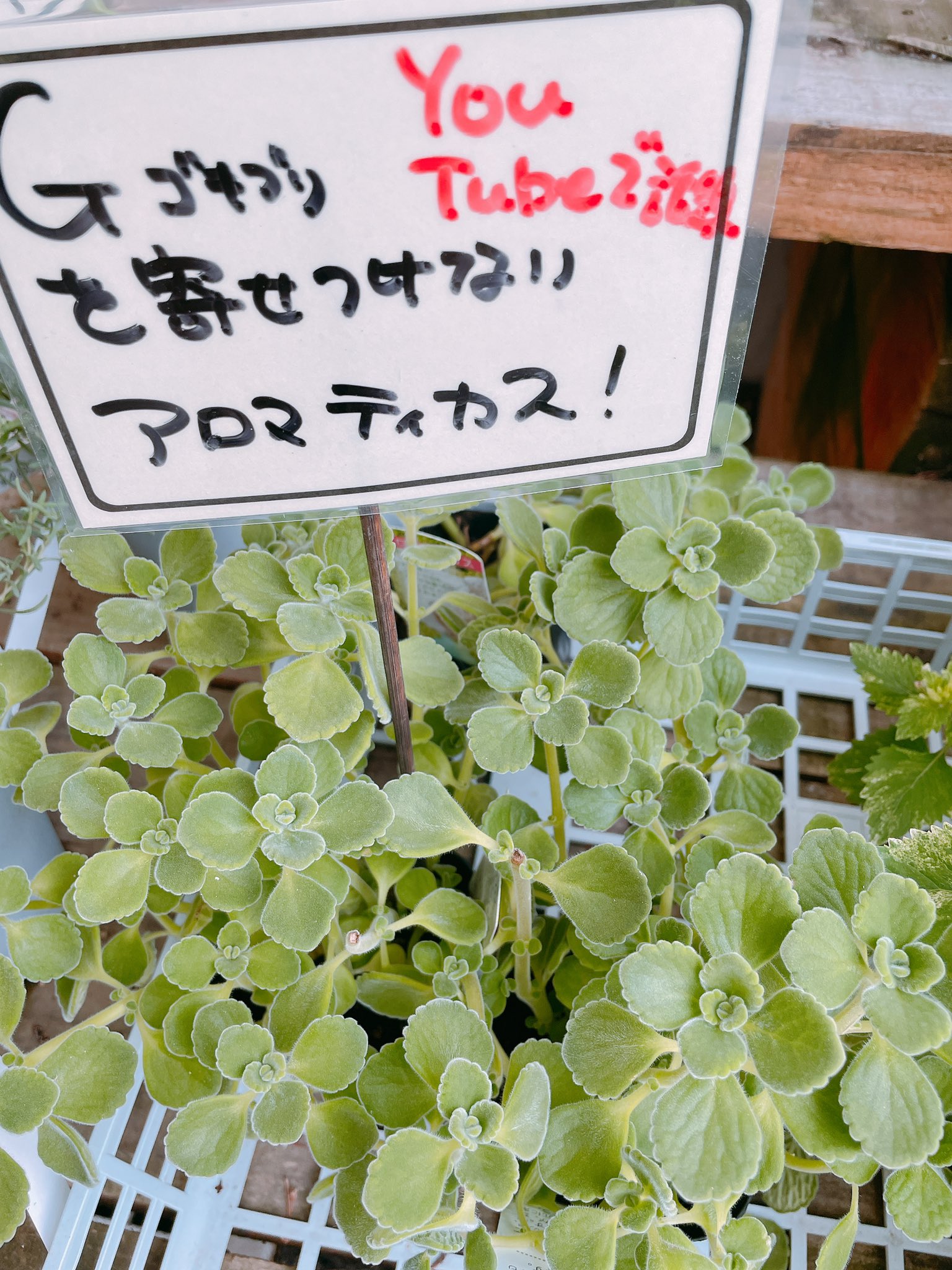 ゴキブリよけ Twitter Search Twitter