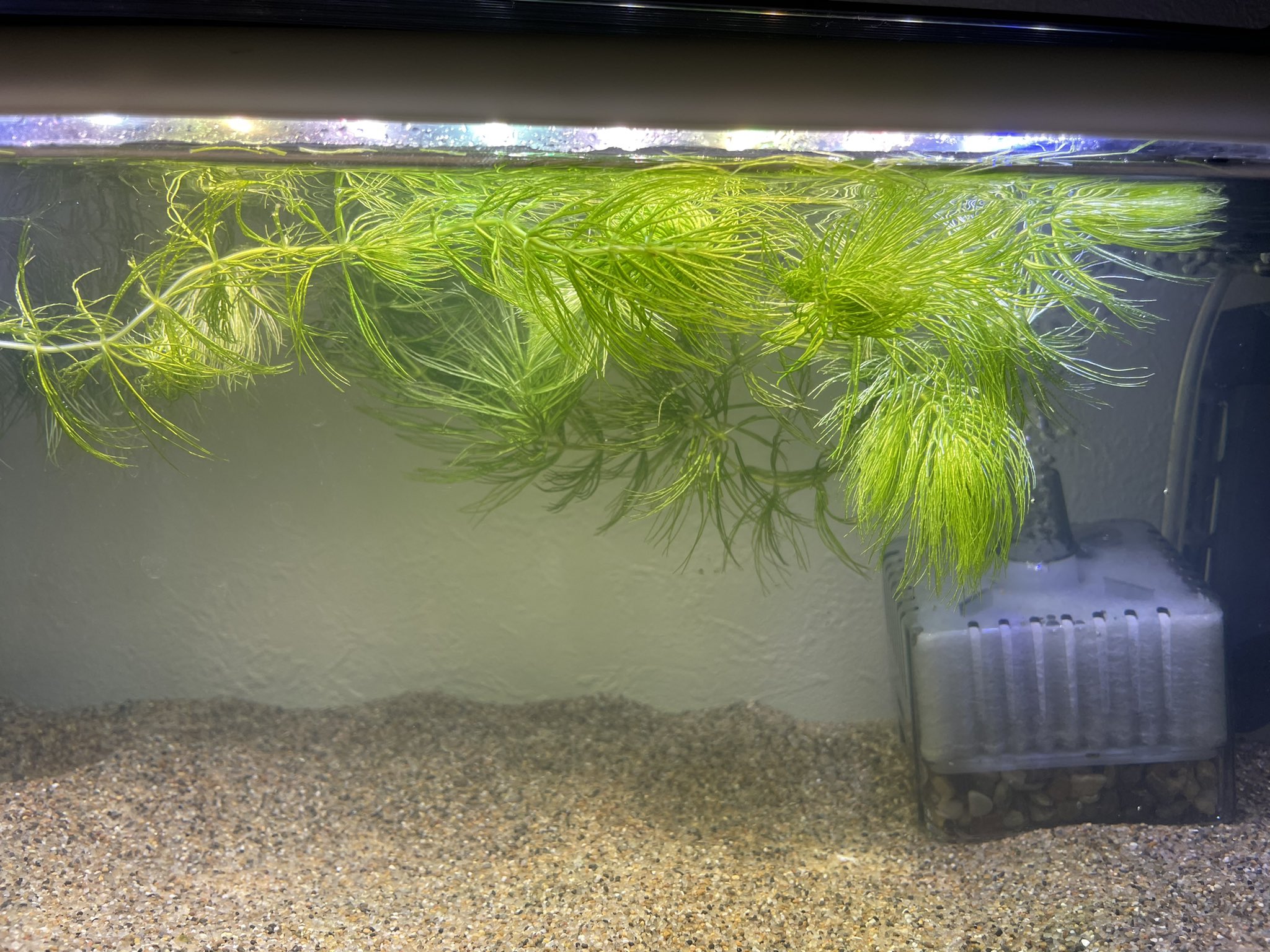 Twitter 上的 ぱっつぁん オルタ 休止中 オルタ氏のエビリベンジ 水草 マツモ 増えすぎ問題 最初 現在 T Co Taae37bwwj Twitter